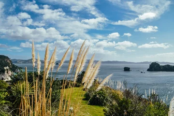Fotobehang Cathedral Cove Fotografía de las plantas en el camino hacia Cathedral Cove Beach en Coromandel Peninsula, Nueva Zelanda.  © Raquel