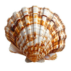 Obraz premium Close-up of a scallop shell with intricate patterns in brown and white tones, isolated on black