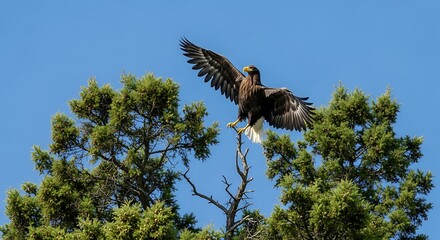 Golden Eagle Landing Atop a Juniper Tree Against a Clear Blue Sky.