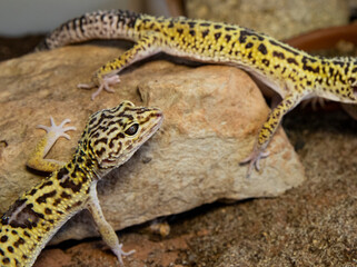 Small exotic lizard exploring terrarium habitat details, leopard gecko reptile