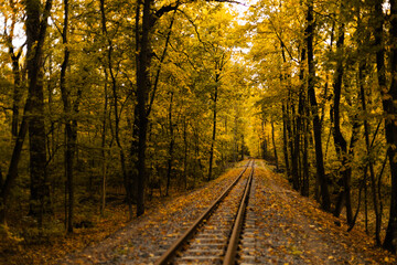 Railway tracks stretching through autumn forest perspective