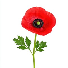 Obraz premium Single Red Poppy Flower Isolated on White Background