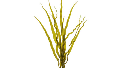 Isolated clump of bladderwrack seaweed, a type of brown algae with air bladders for buoyancy