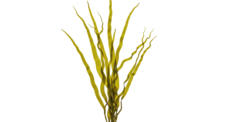Isolated clump of bladderwrack seaweed, a type of brown algae with air bladders for buoyancy