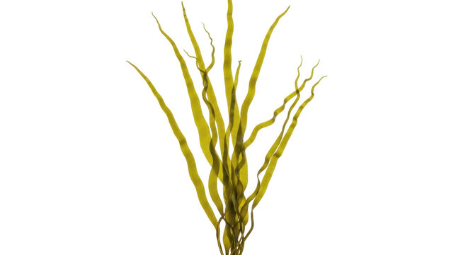 Isolated clump of bladderwrack seaweed, a type of brown algae with air bladders for buoyancy