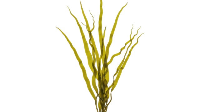 Isolated clump of bladderwrack seaweed, a type of brown algae with air bladders for buoyancy