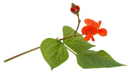 Isolated runner bean flowers and foliage, red blossoms, natural botanical beauty, isolated