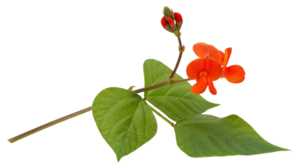 Isolated runner bean flowers and foliage, red blossoms, natural botanical beauty, isolated