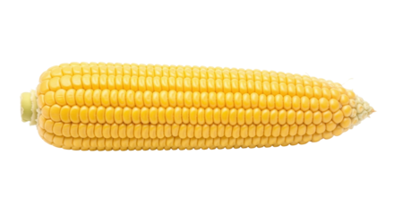 Isolated ear of fresh yellow sweet corn, perfect for autumn harvest themes and corn recipes