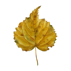 Top view close-up of single old colorful autumn yellow and brown alder dry leaf on a white background. Colorful watercolor painting. Watercolor illustration made by hand for design. Art.