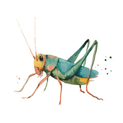 Vibrant Watercolor Grasshopper Illustration Hand-Painted Insect Art.