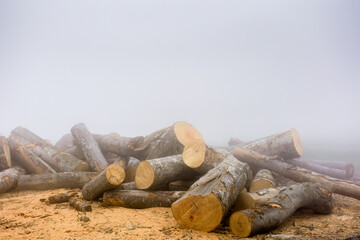 lumber on roadside with sawdust in morning fog. pile of firewood on the ground. romania is prepared for winter season with natural fuel from spruce timber
