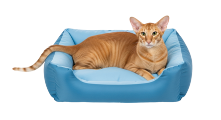 Isolated Oriental cat resting in a blue pet bed, relaxed domestic animal sitting comfortably