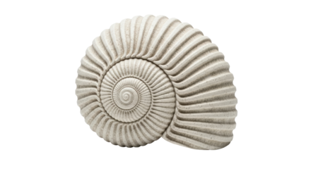 Isolated fossil ammonite shell, an extinct marine mollusc animal, archaeology specimen