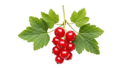 Isolated shiny red currants hanging from a stem with green leaves growing on a branch