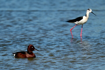 Moorente (Aythya nyroca) schwimmt vor einem Stelzenläufer (Himantopus himantopus) - Donaudelta, Rumänien