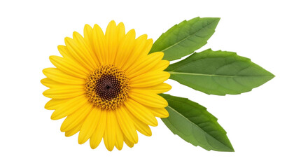 Isolated flowering sunflower with green leaves, perfect for summer garden design projects