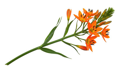 Isolated Sparaxis Triflora, wandflower bouquet, orange flowers, flowering plant, floral arrangement