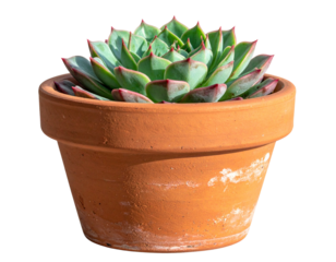  Echeveria Succulent in Terracotta Pot Angled Side View with Soft Shadow, Isolated
