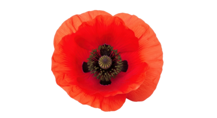 Isolated bright red poppy flower in full bloom on a bright day with intense colors