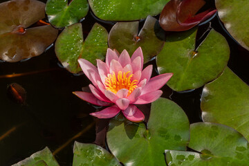 Vibrant pink water lily Perry's Orange Sunset blooms gracefully  glistening with water droplets under gentle sunlight. Selective Focus. Nature's Concept for Design
