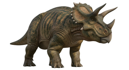Isolated Torosaurus dinosaur with horns and neck frill posing on a neutral background