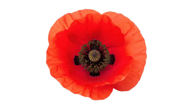 Isolated bright red poppy flower in full bloom on a bright day with intense colors
