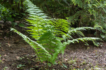Young Matteuccia struthiopteris (ostrich fern, fiddlehead fern or shuttlecock fern) unfurls its delicate, bright green fronds in a shaded garden. Selective Focus. Nature's Concept for Design