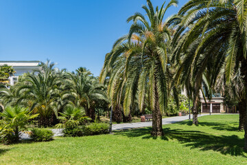 Vibrant canary Island Date Palms (Phoenix canariensis) with its arching green leaves rises under clear blue sky, casting soft shadows on trimmed grass below. Sochi City Park.