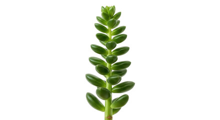 Isolated Sedum pachyphyllum succulent plant with dense, rounded leaves on a stem, cut out