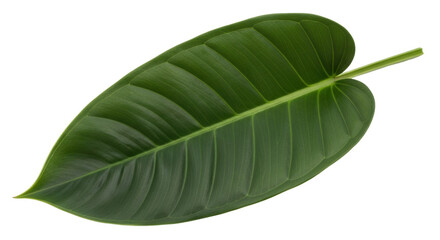 Fototapeta premium Isolated Green rubber plant leaf on a pure backdrop, nature, tropical foliage, nobody