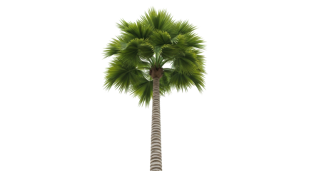 Isolated Bismarck Palm, Tropical Tree with Green Foliage, a Single Plant on Clear Backdrop