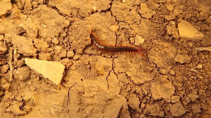 Centipede crawling across dry soil and slipping under rocks, showing its amazing ability to hide in the narrowest spaces. Ideal for wildlife documentary, biology lessons, or nature behavior studies.