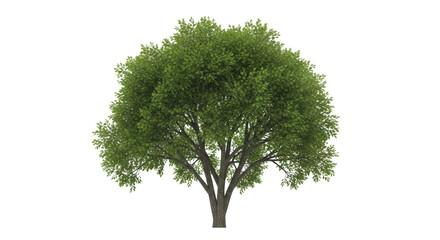 Isolated tree with green leaves, lush foliage in park or garden, tree-care concept