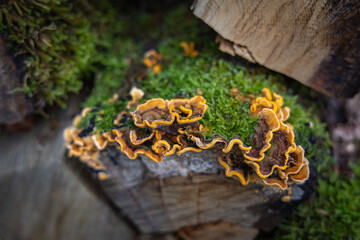 Close-up of young Hairy curtain crust, Stereum hirsutum, on dead wood forest