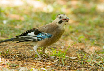 Eurasian jay (Garrulus glandarius) on the ground in Sochi park