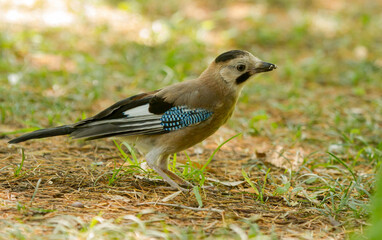 Eurasian jay (Garrulus glandarius) on the ground in Sochi park