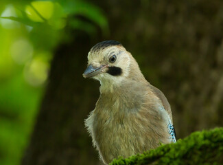 Eurasian jay (Garrulus glandarius) on the branch in Sochi park