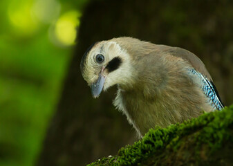 Eurasian jay (Garrulus glandarius) on the branch in Sochi park