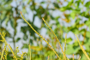 prickly chaff flower (Achyranthes aspera) in outdoor garden , Plumed cockscomb forest flower is beautiful pink and good herbal that popular in India.