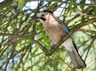 Eurasian jay (Garrulus glandarius) on the branch in Sochi park