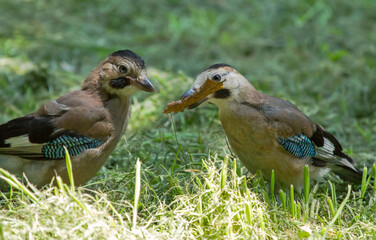Two Eurasian jay (Garrulus glandarius) sits on the grass and holding a leaf in their beak.