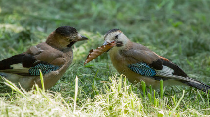 Two Eurasian jay (Garrulus glandarius) sits on the grass and holding a leaf in their beak.