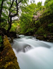 A long exposure captures the flowing water of a creek surrounded by vibrant green foliage and a touch of pink blossoms