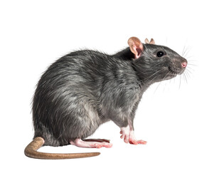 Curious Rat Sitting Front View, Isolated on Transparent Background