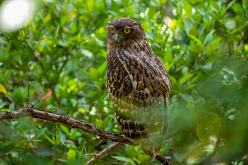 Fototapeta premium A Brown Fish Owl perches on a branch, its striking yellow eyes gazing intently forward. The owl's mottled brown and white plumage provides camouflage against the leafy green background.