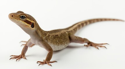 Naklejka premium A lizard is standing on a white background