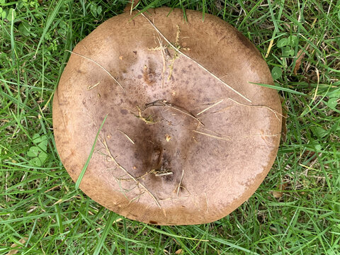 Closeup Mushroom on Grass