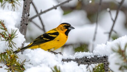 Fototapeta premium Bird perched on snowy branch (4)