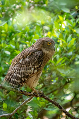 A Brown Fish Owl perches on a branch, its striking yellow eyes gazing intently forward. The owl's mottled brown and white plumage provides camouflage against the leafy green background.